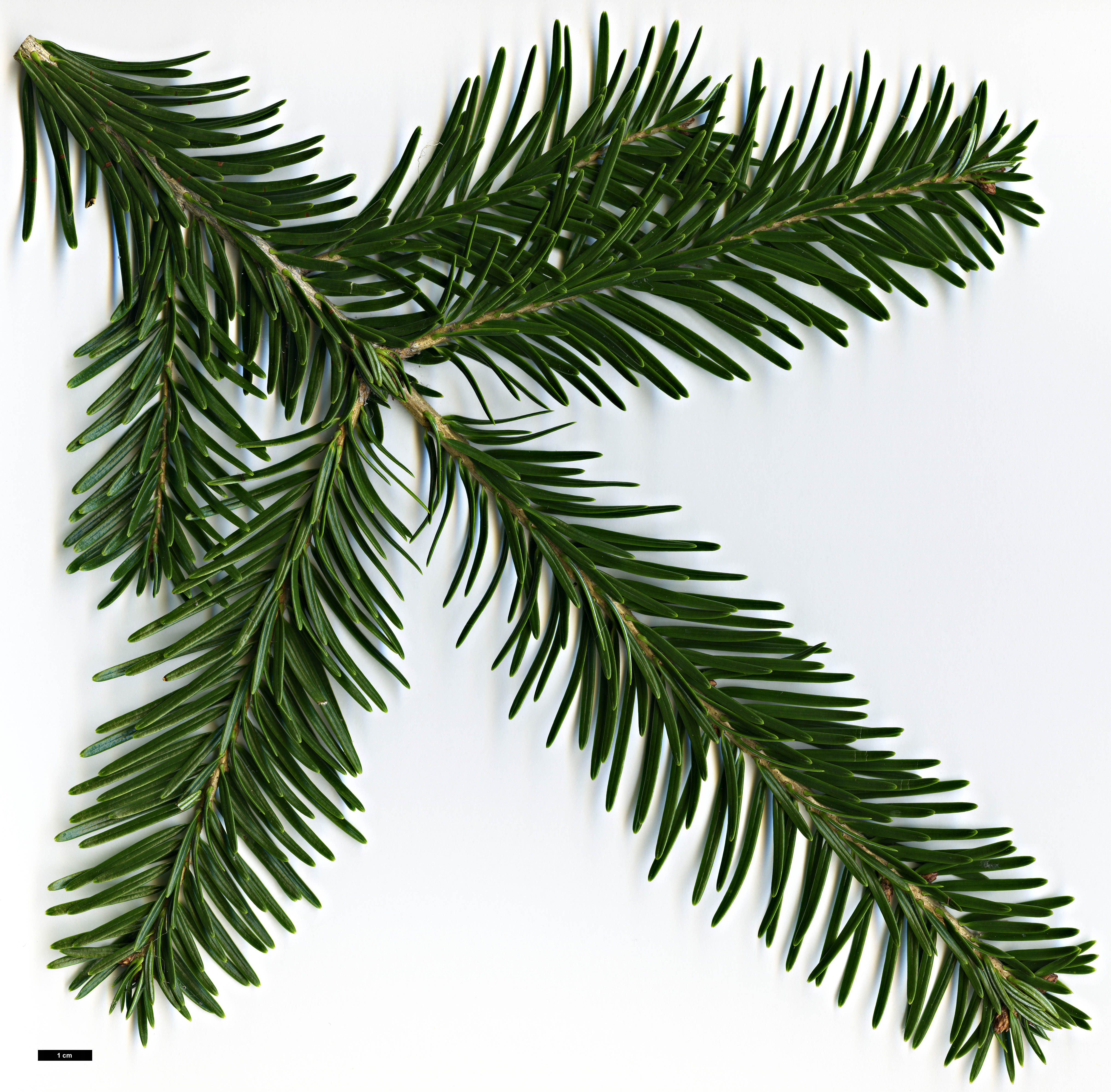 High resolution image: Family: Pinaceae - Genus: Abies - Taxon: ×borisii-regis (A.alba × A.cephalonica)